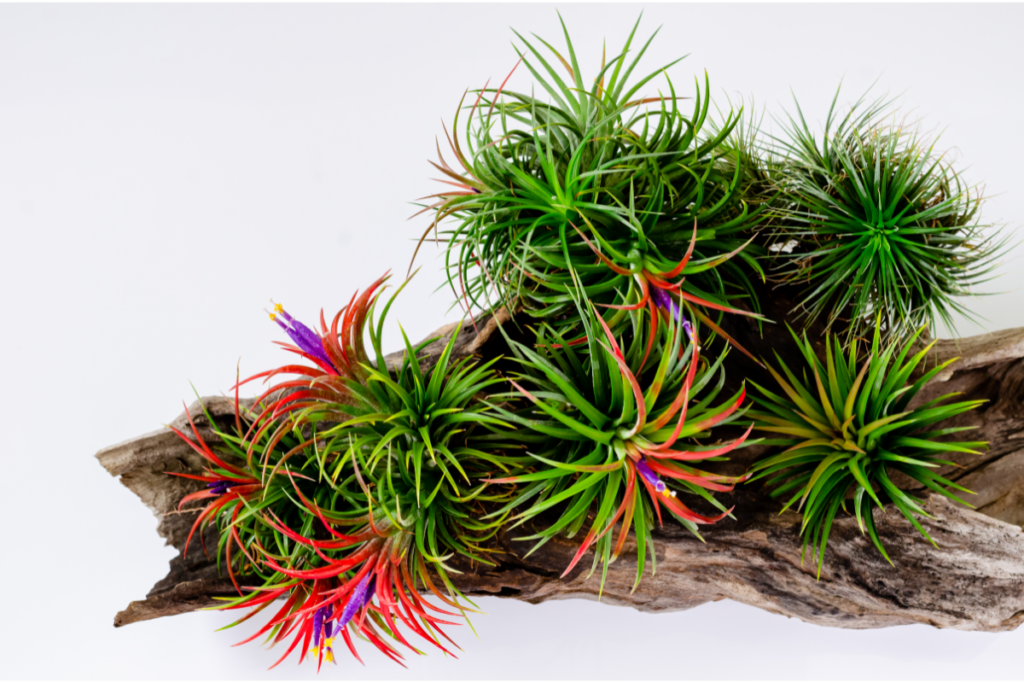 Tillandsia