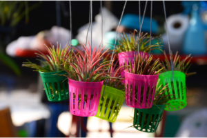 jardins aériens avec Tillandsia