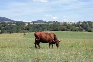 l'Auvergne