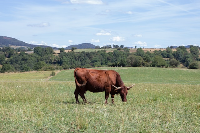 l'Auvergne