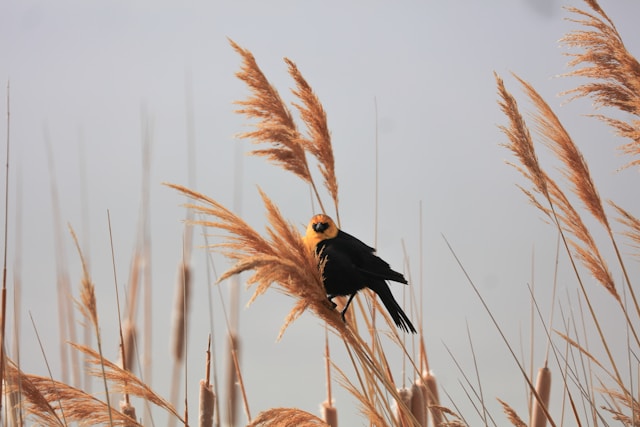 Un paradis pour les passionnés d'observation des oiseaux