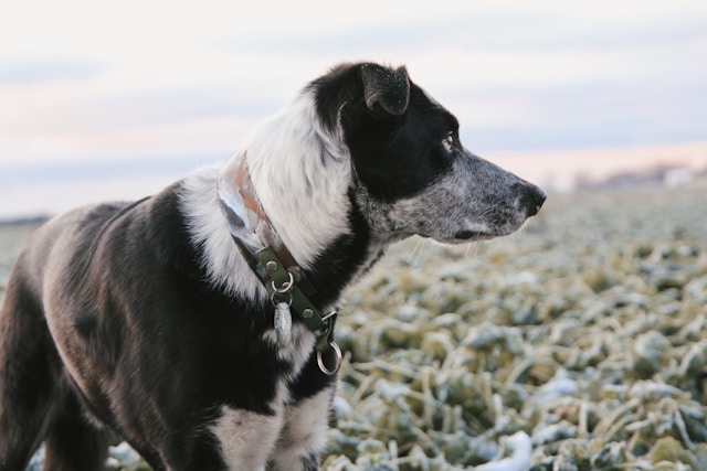 collier pour chien