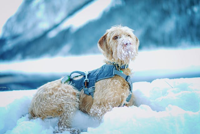 friandises pour récompenser votre chien