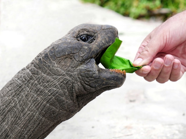 alimentation des reptiles