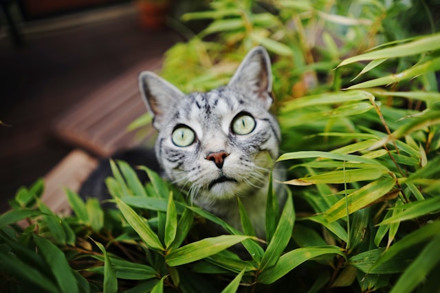 jardin pour animaux