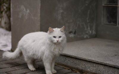 La longévité d'un chat