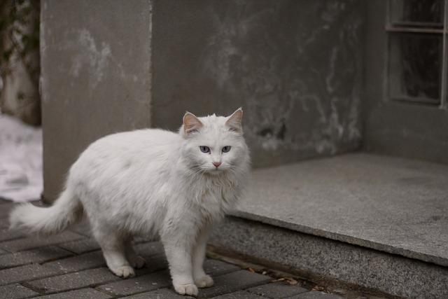 La longévité d'un chat