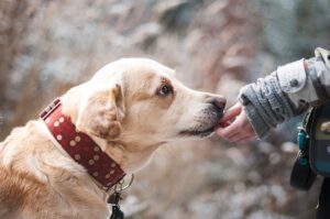 Un collier pour votre chien